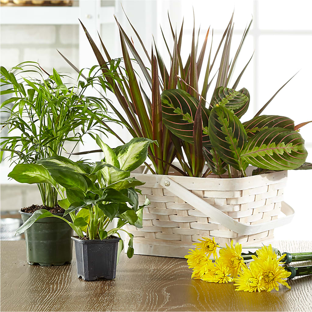 Florist Designed Blooming and Green Plants in a Basket – Morgan Hill Florist, San Jose CA