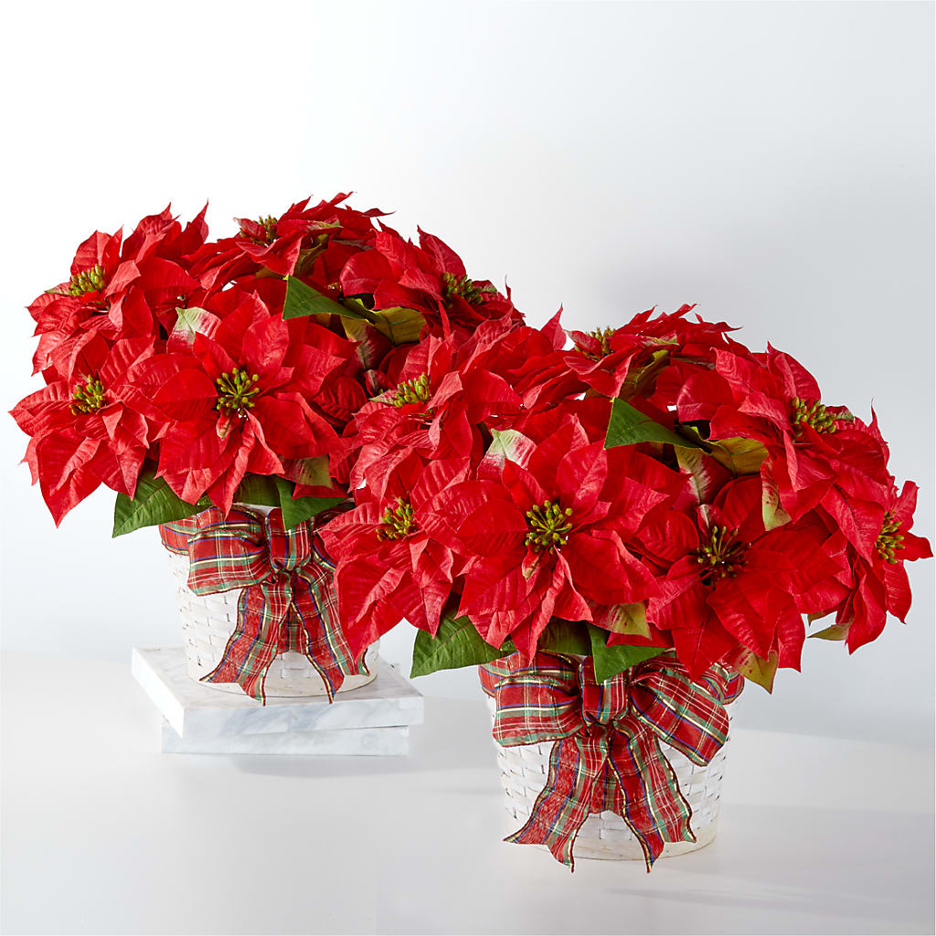 Happiest Holidays Poinsettia Bundle – Morgan Hill Florist, San Jose CA