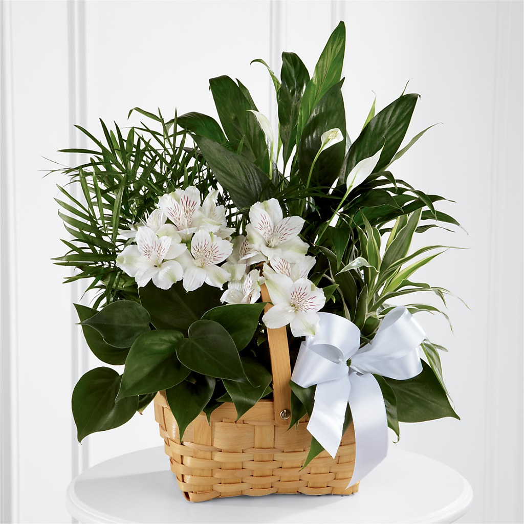 Peace & Serenity Dishgarden – Morgan Hill Florist, San Jose CA