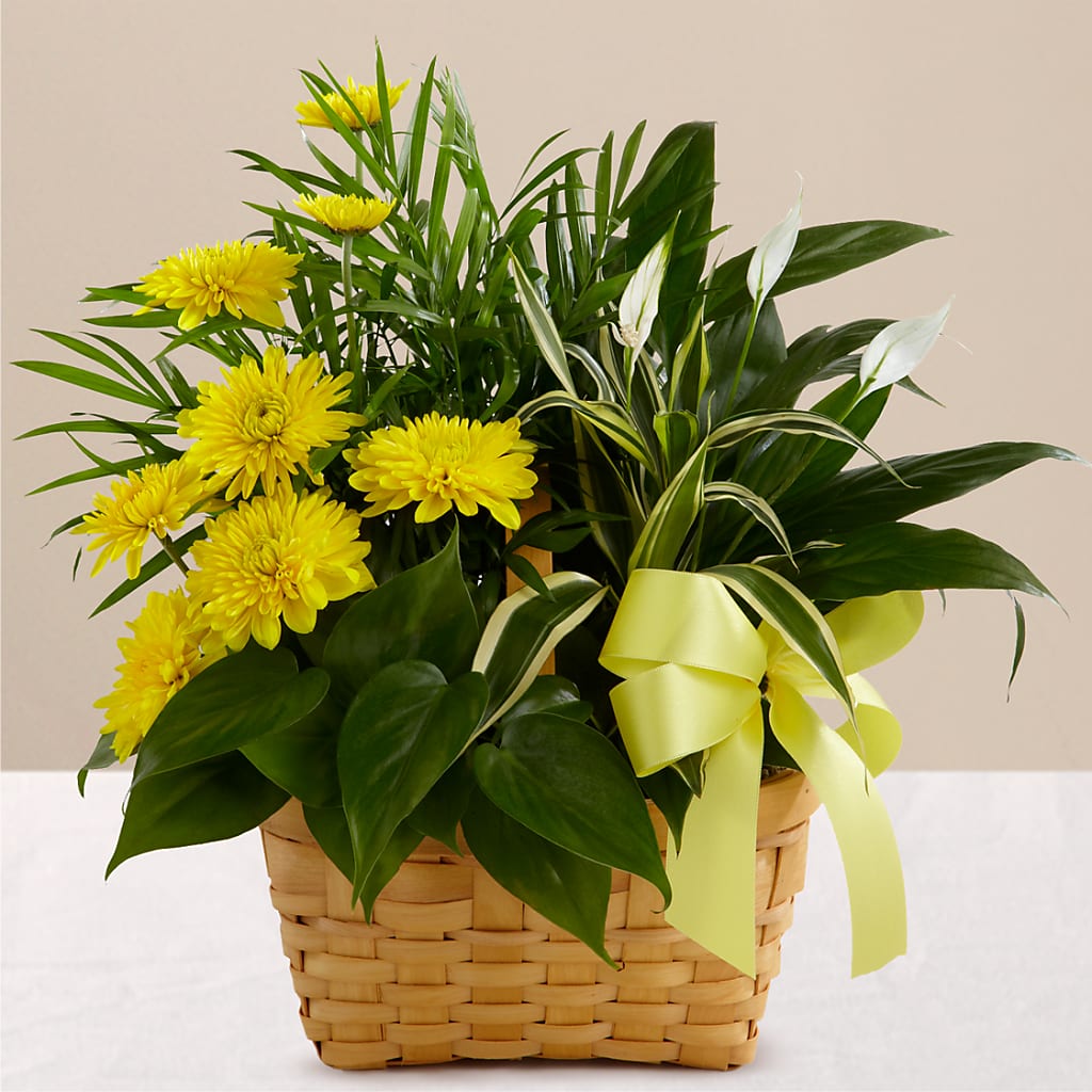 Loving Light Dishgarden – Morgan Hill Florist, San Jose CA