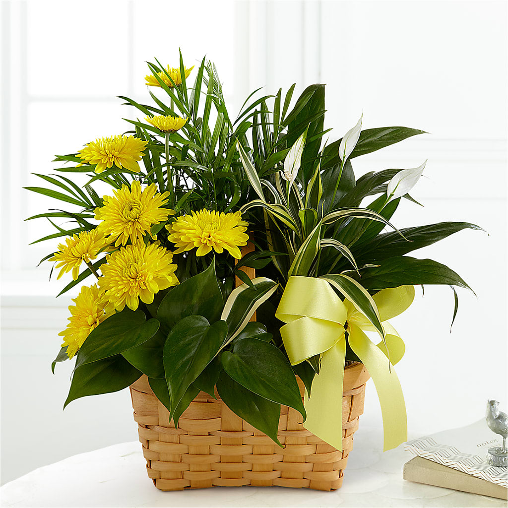 Loving Light Dishgarden – Morgan Hill Florist, San Jose CA