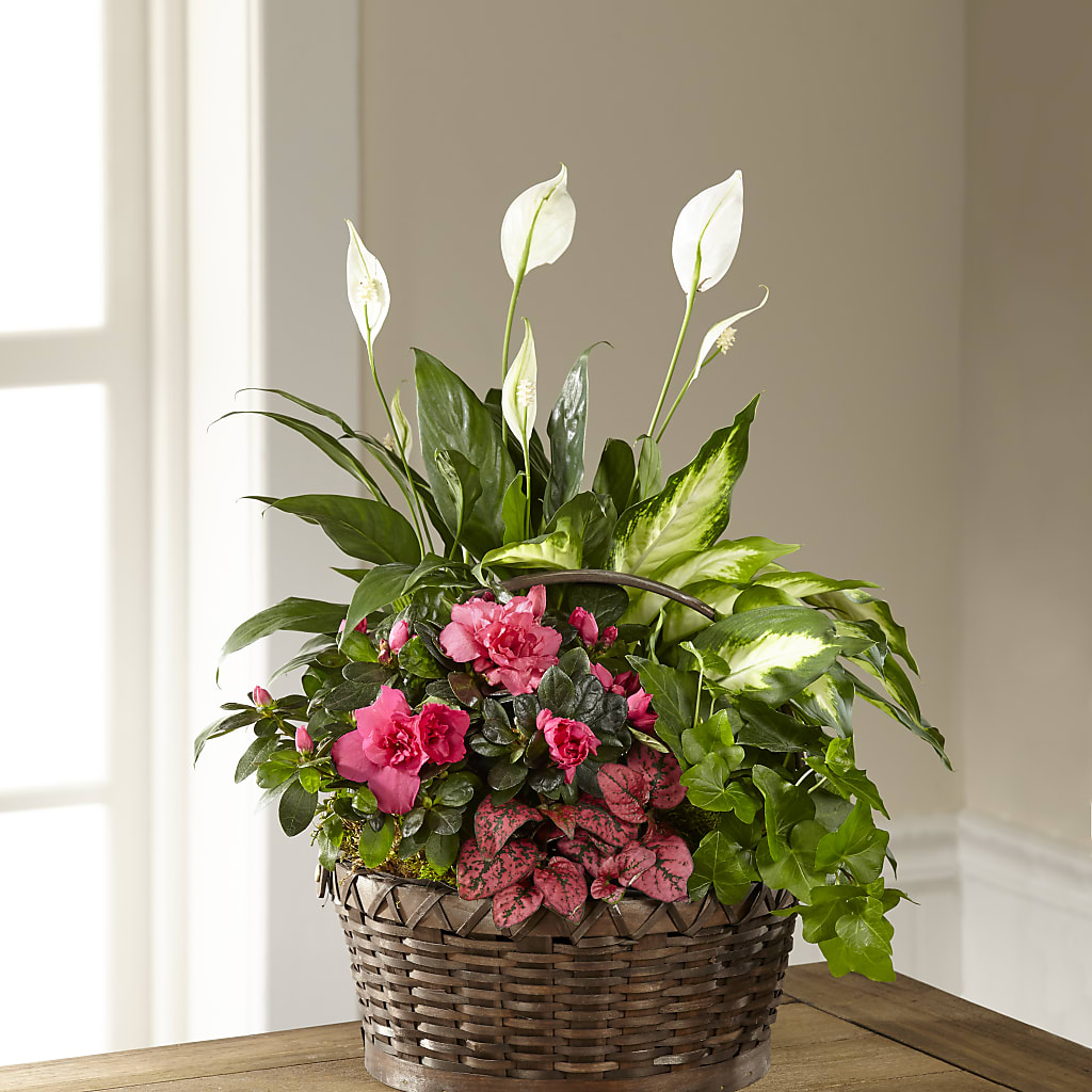 Dream in Pink Dishgarden – Morgan Hill Florist, San Jose CA