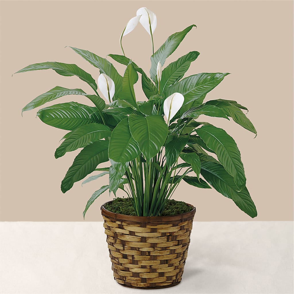 Tranquil Moments Peace Lily Plant – Morgan Hill Florist, San Jose CA