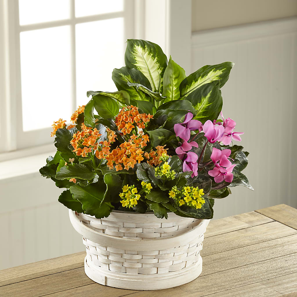 Color Crush Dishgarden – Morgan Hill Florist, San Jose CA