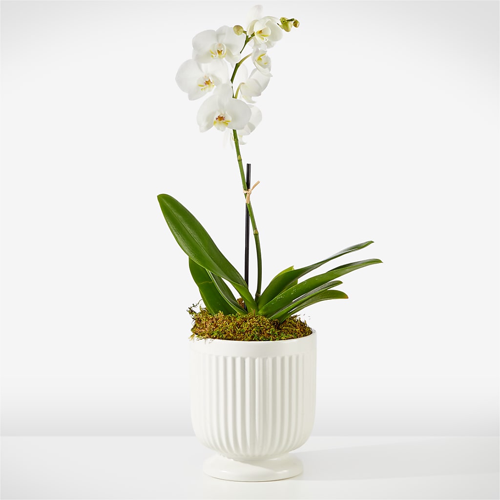 Whispering White Orchid – Morgan Hill Florist, San Jose CA