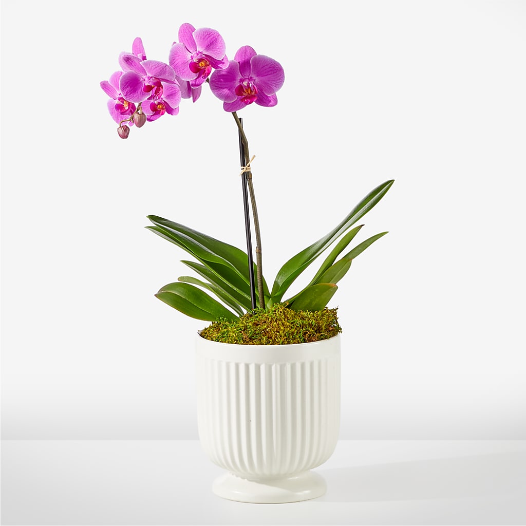 Friendly Fuchsia Orchid – Morgan Hill Florist, San Jose CA