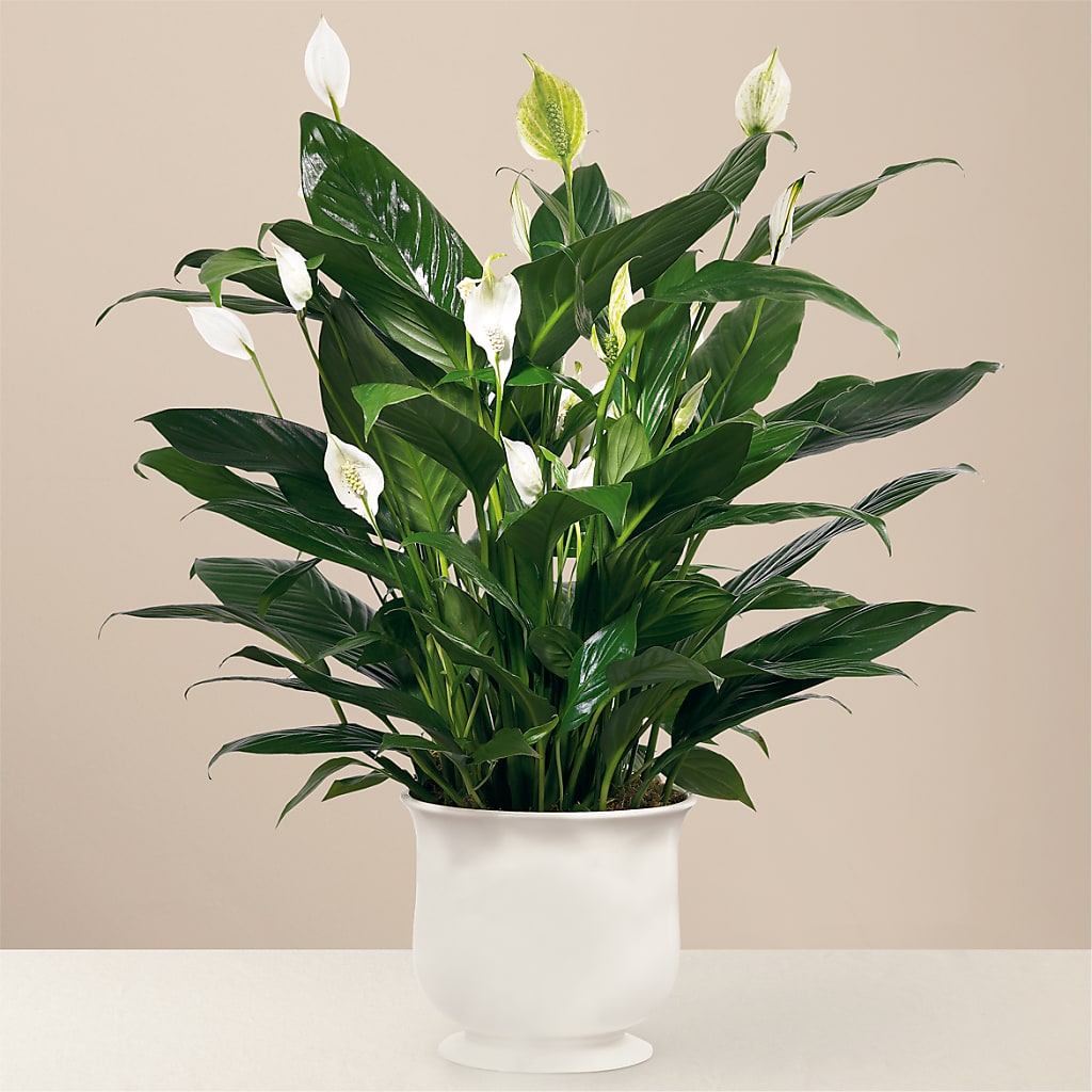 Comfort Planter – Morgan Hill Florist, San Jose CA