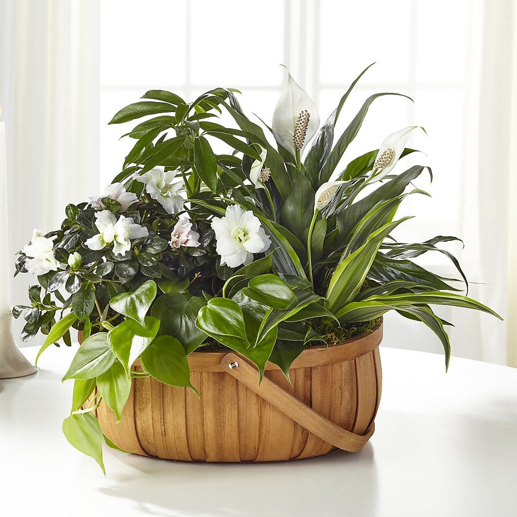 Serene Dishgarden – Morgan Hill Florist, San Jose CA