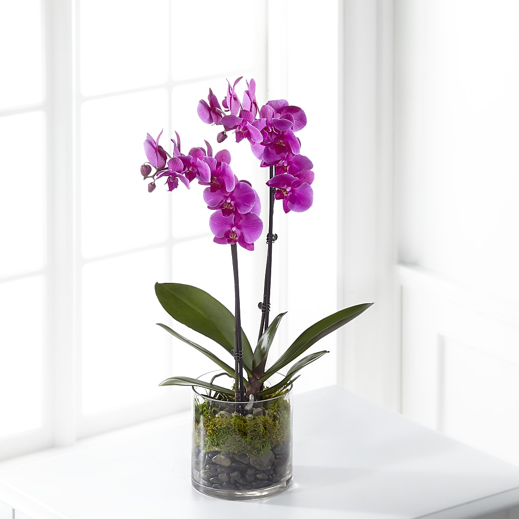 Pink Orchid Plant – Morgan Hill Florist, San Jose CA