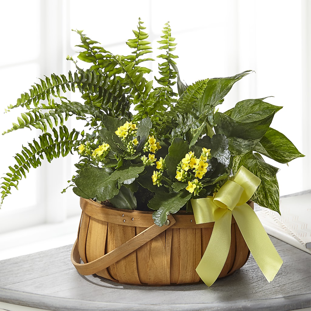 Always Dear Dishgarden – Morgan Hill Florist, San Jose CA