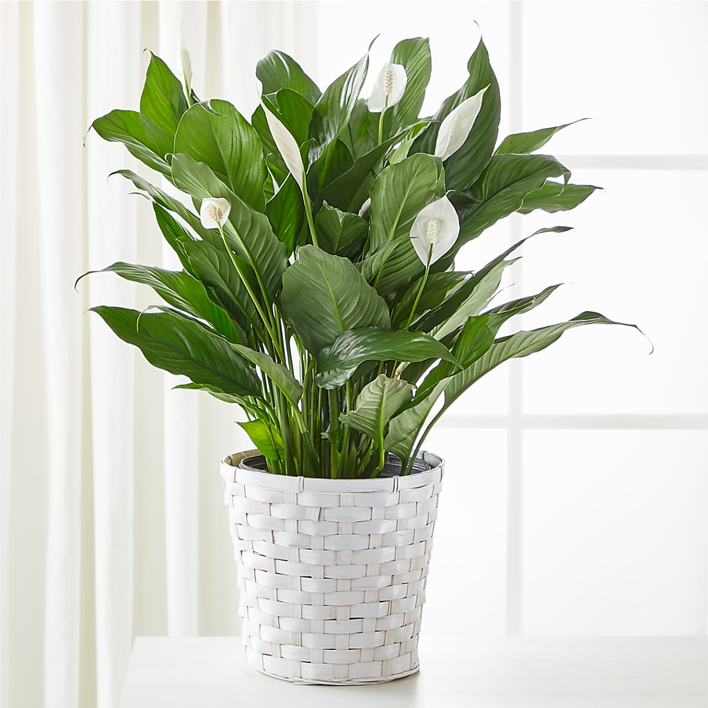 A New Leaf Peace Lily – Morgan Hill Florist, San Jose CA