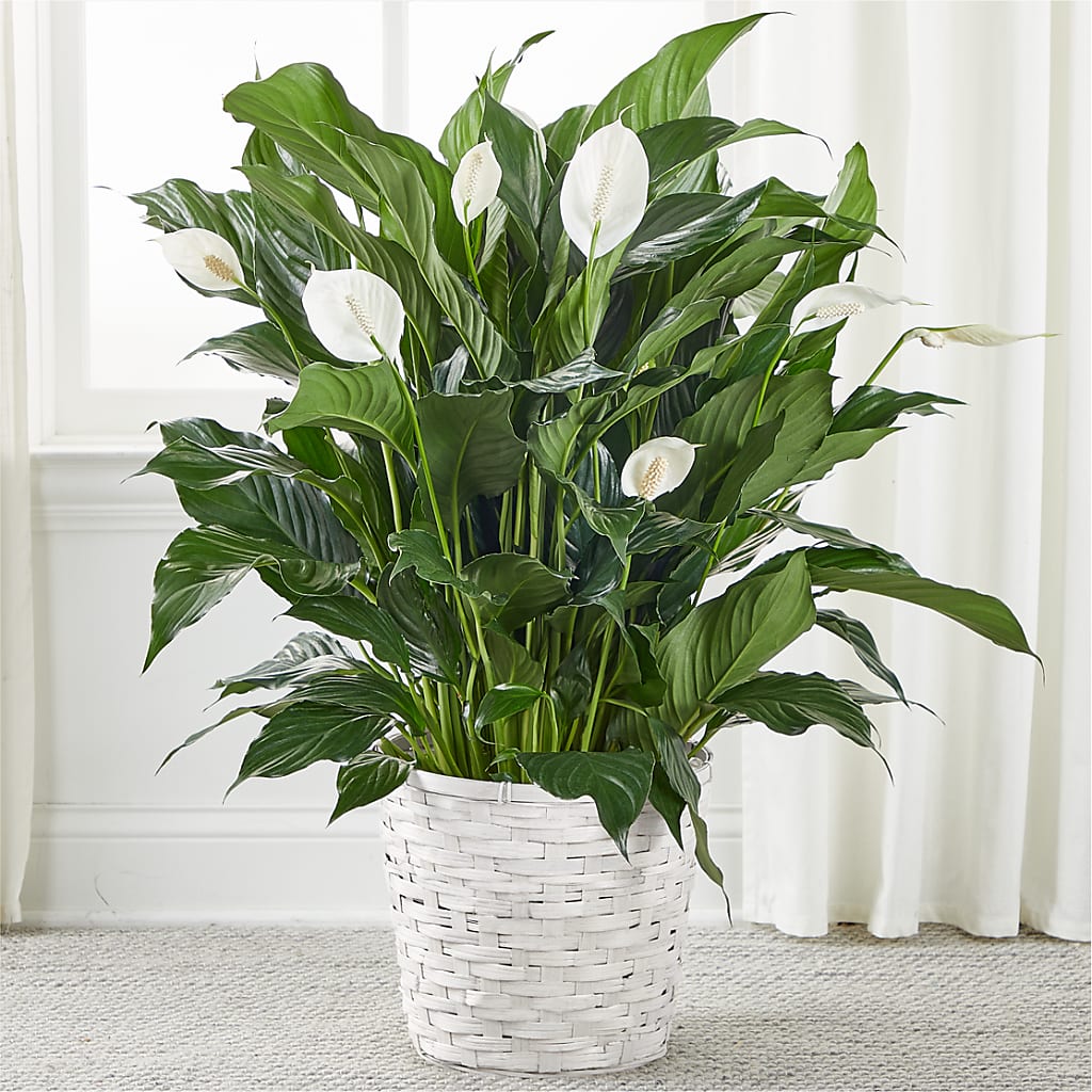 A New Leaf Peace Lily – Morgan Hill Florist, San Jose CA