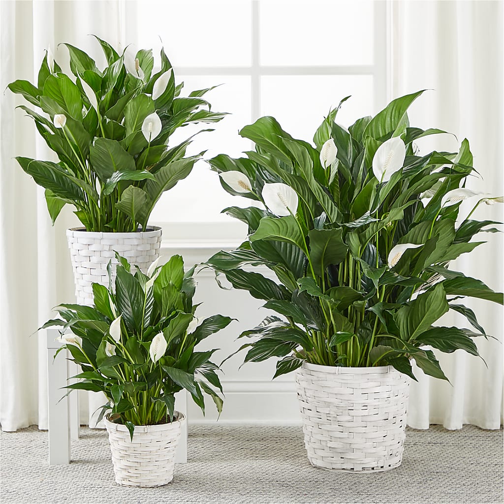 A New Leaf Peace Lily – Morgan Hill Florist, San Jose CA