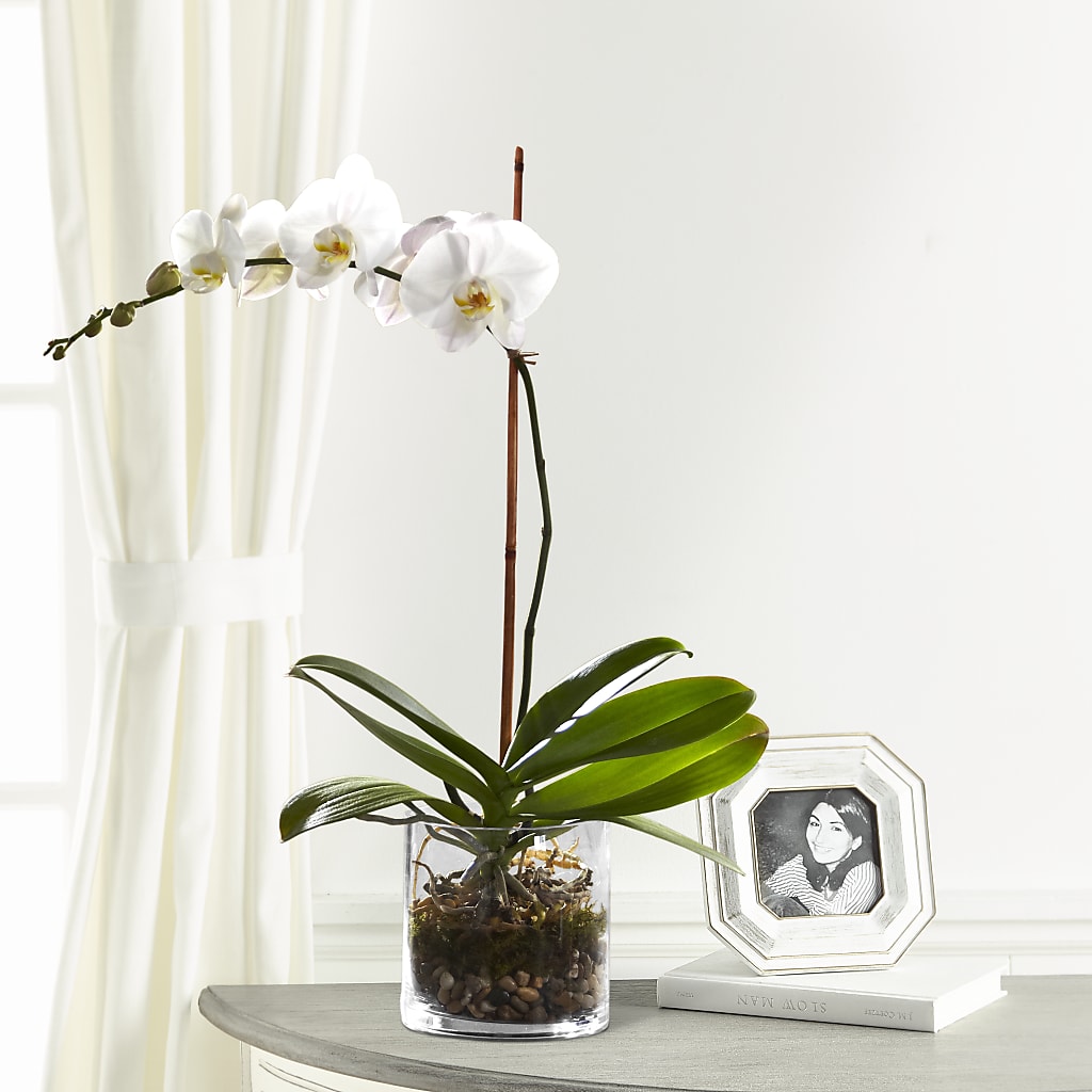 White Orchid Planter – Morgan Hill Florist, San Jose CA