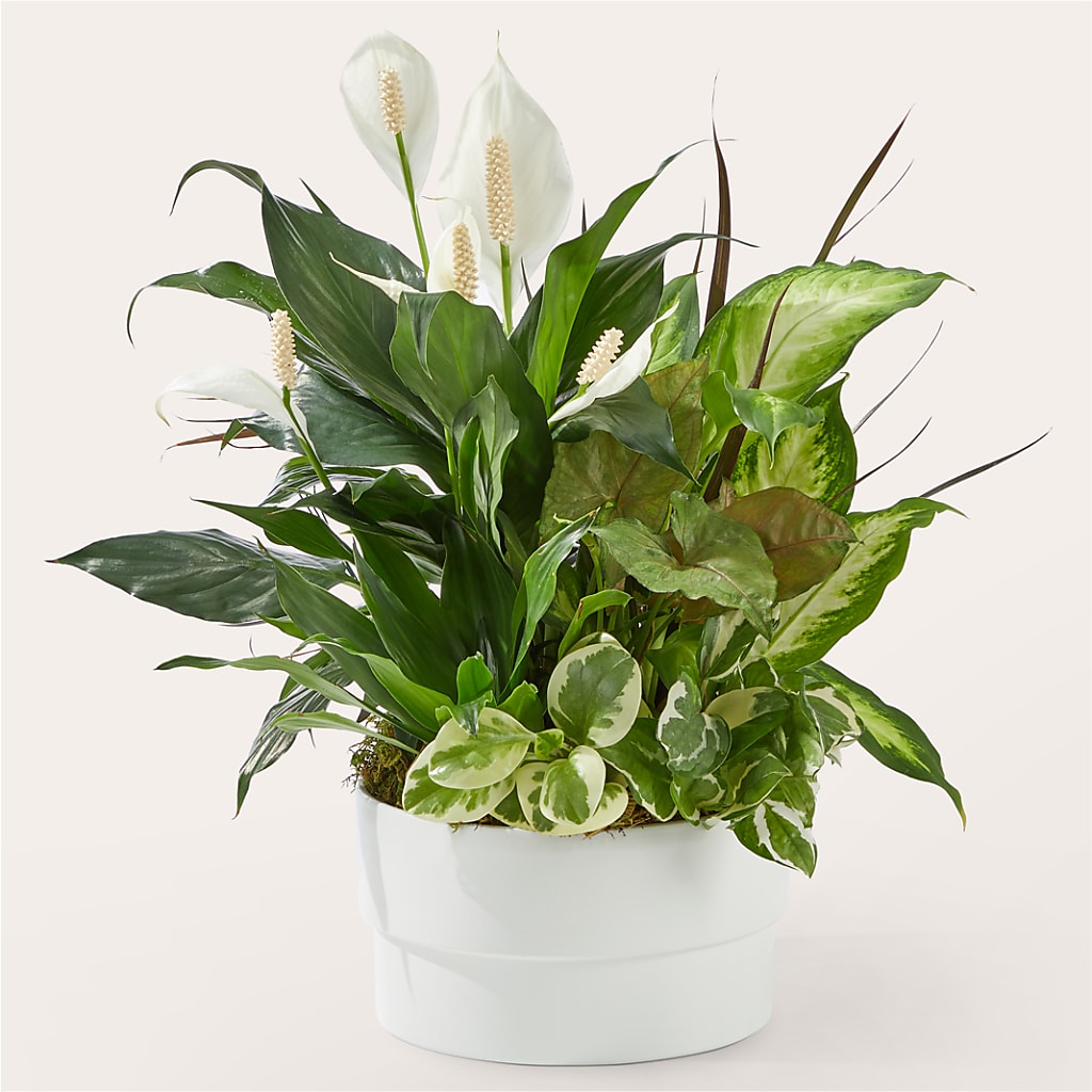 Radiating Positivity Dishgarden – Morgan Hill Florist, San Jose CA
