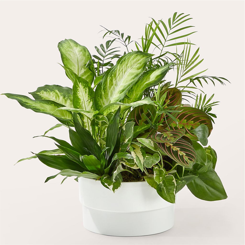 Radiating Positivity Dishgarden – Morgan Hill Florist, San Jose CA
