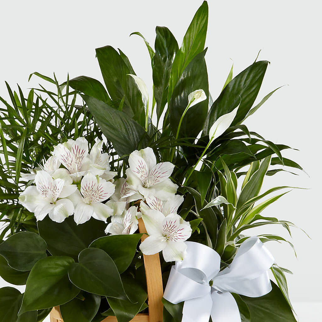 Peace & Serenity Dishgarden –  Morgan Hill Florist, San Jose CA