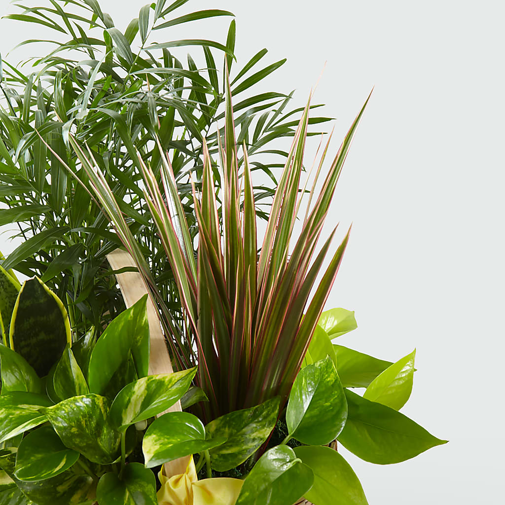 French Garden –  Morgan Hill Florist, San Jose CA