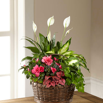 Dream in Pink Dishgarden –  Morgan Hill Florist, San Jose CA