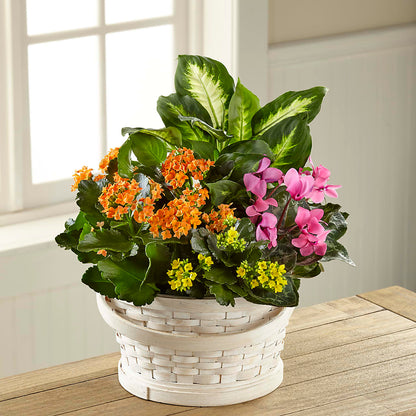 Color Crush Dishgarden –  Morgan Hill Florist, San Jose CA
