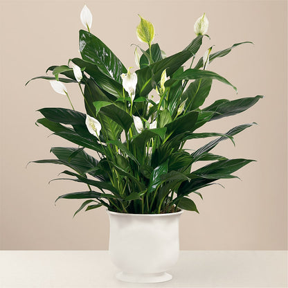 Comfort Planter –  Morgan Hill Florist, San Jose CA