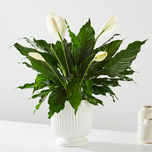 Comfort Planter –  Morgan Hill Florist, San Jose CA