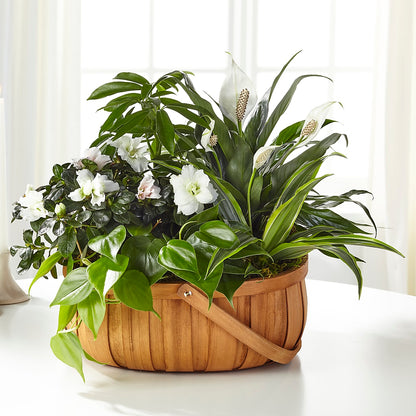 Serene Dishgarden –  Morgan Hill Florist, San Jose CA