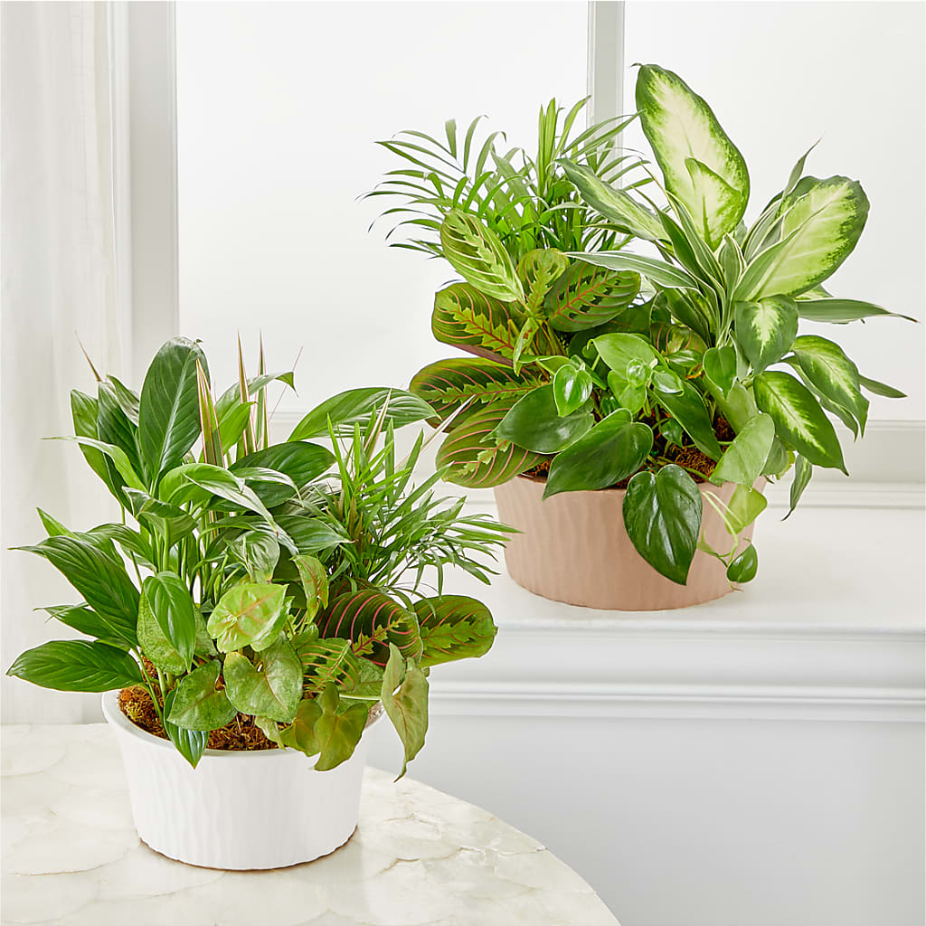 Balance & Harmony Dishgarden –  Morgan Hill Florist, San Jose CA