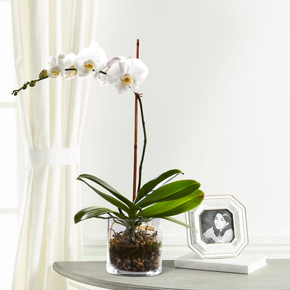 White Orchid Planter –  Morgan Hill Florist, San Jose CA