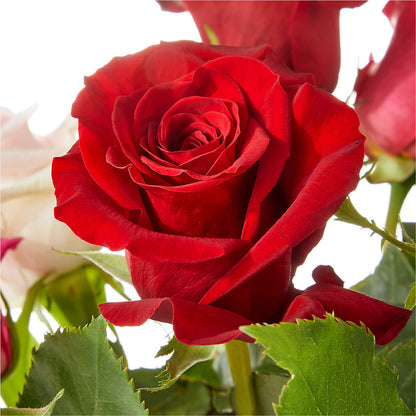 Love Notes Rose Bouquet –  Morgan Hill Florist, San Jose CA